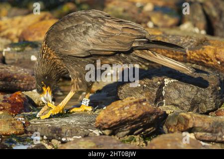 Gestreifte Karakara (Phalcoboenus australis), die ein schlampes Tier frisst. Carcass Island, Falklandinseln Stockfoto