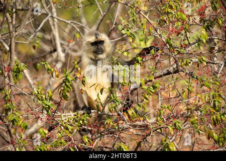 Northern Plains graue Langur (Semnopithecus entellus) in einem weitläufigen Strauch. Bandhavgarh-Nationalpark, Madhya Pradesh, Indien Stockfoto