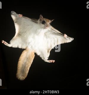 Südliches fliegendes Eichhörnchen (Glaucomys volans), Voplaning oder Gleiten in der Nacht, Lenken und Balancieren mit seinem Schwanz. Arizona, USA Stockfoto