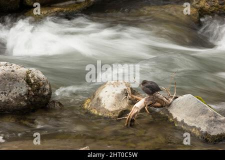 American Dipper (Cinclus mexicanus), der in einem schnell fließenden Bach fischt. Gardiner Creek, Yellowstone-Nationalpark, Wyoming, USA Stockfoto