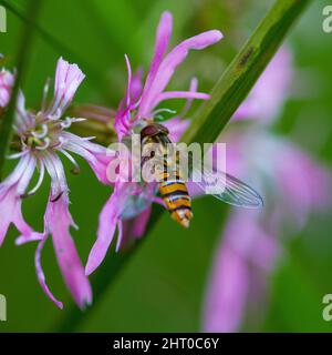 Grove Schwebfliege Insekt auf Blume Tier Makro-Fotografie Stockfoto