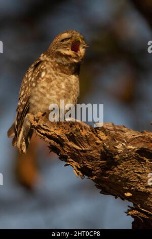 Gefleckte Ehelin (Athene brama) thront. Kanha-Nationalpark, Madhya Pradesh, Indien Stockfoto