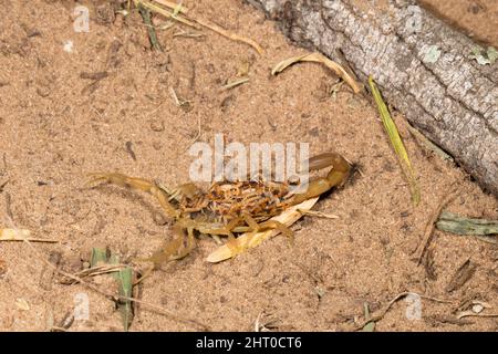 Gestreifter Rindenkorpion (Centruroides vittatus) Weibchen mit Jungen auf dem Rücken. Die durchschnittliche Brut liegt bei etwa 30, kann aber über 50 sein. South Texas, USA Stockfoto