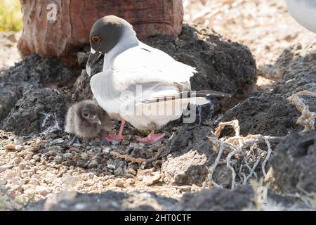 Schwalbenschwanzmöwe (Creagrus furcatus)-Elternteil mit einem jungen Küken auf dem Nest auf dem Loch eines Baumes. Die Eltern teilen sich die Fütterung des Kükens - usua Stockfoto