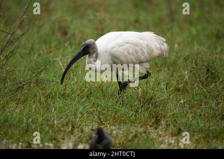 Schwarzkopfibis (Threskiornis melanocephalus) auf der Nahrungssuche. Keoladeo Ghana National Park, Rajasthan, Indien Stockfoto