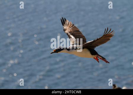 Königshag (Phalacrocorax albiventer) im Flug über das Meer. Carcass Island, Falklandinseln Stockfoto