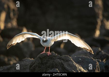 Schwalbenschwanzmöwe (Creagrus furcatus) auf einem Felsbrocken. Bartolome (South Plaza), Galapagos-Inseln, Ecuador Stockfoto