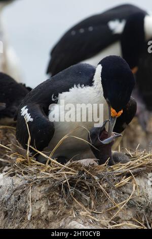 Königshag (Phalacrocorax albiventer) Elternteil am Nest, das ein Küken füttert. Cape Bougainville, Falklandinseln Stockfoto