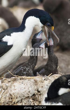 Königshag (Phalacrocorax albiventer) Elternteil am Nest, das die Küken füttert. Cape Bougainville, Falklandinseln Stockfoto