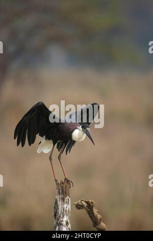 Wollhalsstorch (Ciconia episcopus) auf einem Stumpf, der seine Flügel flattert. Kanha-Nationalpark, Madhya Pradesh, Indien Stockfoto