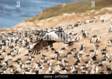 Kaiserlicher Shag (Phalacrocorax albiventer), der über der Kolonie fliegt. Carcass Island, Falklandinseln Stockfoto