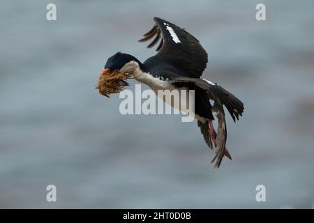 König Shag (Phalacrocorax albiventer) im Flug mit Nistmaterial in seinem Gesetzentwurf. Saunders Island, Falklandinseln Stockfoto