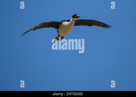 Königshag (Phalacrocorax albiventer) im Flug. Carcass Island, Falklandinseln Stockfoto