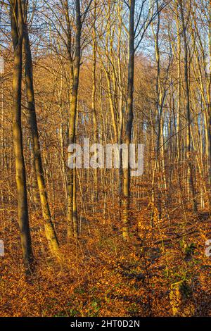 Buchenwälder in der späten Herbstsonne mit langen Schatten Stockfoto