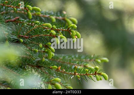 Nahaufnahme der Zweige der Fichte (Pinaceae) mit frischen hellgrünen Knospen im Frühling. Stockfoto