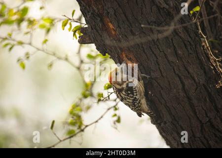 Gelbkronspecht (Leiopicus mahrattensis) auf der Nahrungssuche auf einem Baumstamm. Keoladeo National Park, Bharatpur, Rajasthan, Indien Stockfoto