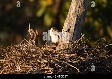 Wollhalsstorch (Ciconia episcopus) auf dem großen Nest der Stöcke. Satpura-Nationalpark, Madhya Pradesh, Indien Stockfoto