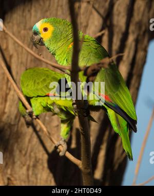 Blaustirnpapagei (Amazona aestiva) paart sich in einem Baum. Pantanal, Mato Grosso, Brasilien Stockfoto