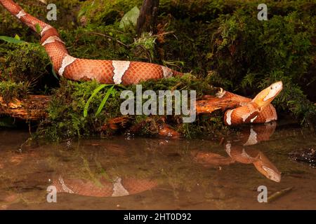 Breitbanderkopf (Agkistrodon contortrix laticinctus), Unterart, die in Oklahoma bis Zentral-Texas beheimatet ist, an einer Wasserole. Pennsylvania, USA Stockfoto