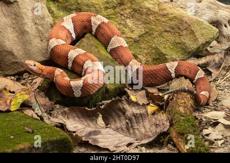 Breitbanderkopf (Agkistrodon contortrix laticinctus), Unterart, die in Oklahoma bis Zentral-Texas beheimatet ist, in einem Canyon in der Nähe von Wasser. Pennsylvania, USA Stockfoto