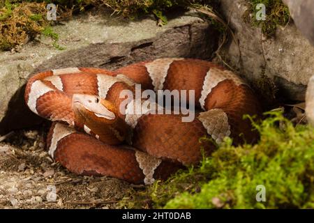 Breitbanderkopf (Agkistrodon contortrix laticinctus), Unterart, die in Oklahoma bis Central Texas beheimatet ist und sich zwischen Gesteinen aufwickelt. Pennsylvania, USA Stockfoto