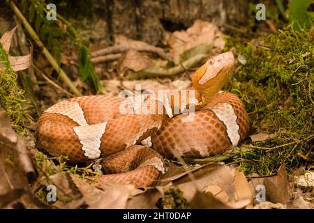 Breitbanderkopf (Agkistrodon contortrix laticinctus), Unterart, die in Oklahoma bis Central Texas beheimatet ist und sich zwischen Gesteinen aufwickelt. Pennsylvania, USA Stockfoto