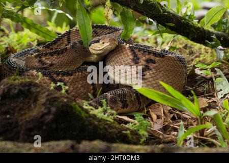 Zentralamerikanischer Buschmeister (Lachesis stenophrys) im Blattstreu. Eine lange (bis zu 2,5 m) und gefährliche Schlange. Vulkan Arenal, Costa Rica Stockfoto