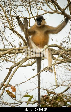 Blondbauchige Langur (Trachypithecus pileatus pileatus), verletzliche Unterart, sitzt in einem Baum, langer Schwanz baumelt. Kaziranga-Nationalpark, Stockfoto