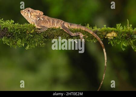 Glattes behelmetes Leguan (Corytophanes cristatus) auf einem Ast. Vulkan Arenal, Costa Rica Stockfoto