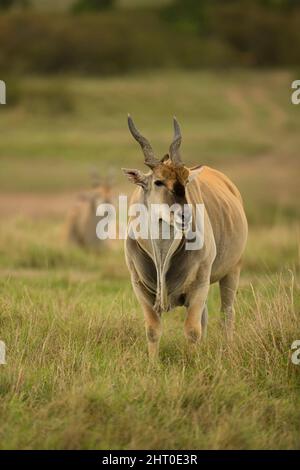 Eland (Taurotragus oryx) Männchen beim Sonnenuntergang, zeigt den getufteten Taulap. Masai Mara National Reserve, Kenia Stockfoto