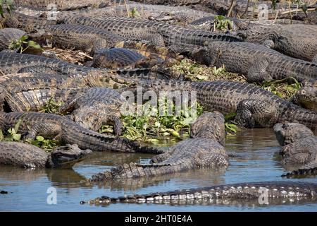 Große Gruppe von Yacare caiman (Caiman yacare) an einem Flussufer. Mato Grosso, Brasilien Stockfoto