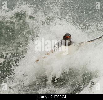 Gentoo-Pinguin (Pygoscelis papua) beim Surfen an der Küste. Sea Lion Island, Falkland Islands Stockfoto