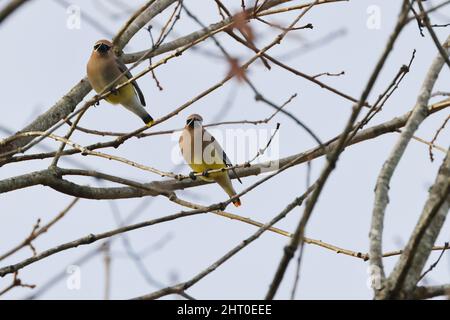 Nahaufnahme von zwei Zedernwachsflügeln. Bombycilla cedrorum. Stockfoto