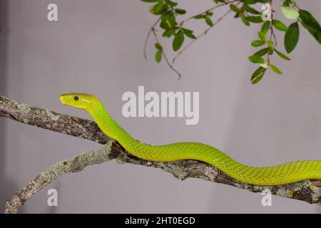 Östliche grüne Mammas (Dendroaspis angusticeps), die sich entlang eines Astes bewegen. Kenia Stockfoto