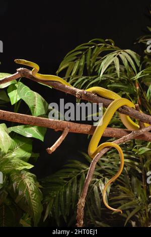Östliche grüne Mammas (Dendroaspis angusticeps), die an Ästen entlang klettern. Kenia Stockfoto