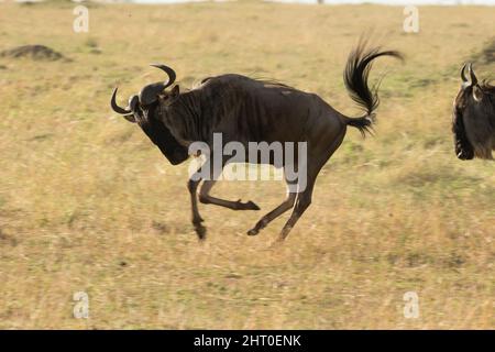 Blaues Gnus (Connochaetes taurinus) Männchen, das frisky ist. Es scheint nur eine Frage des Ablassens von Dampf zu sein. Masai Mara National Reserve, Kenia Stockfoto