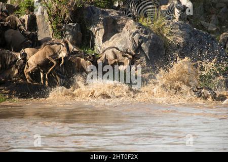 Blauer Gnus (Connochaetes taurinus) drei Tiere schleudern sich vom Ufer des Mara River, um den Fluss während der jährlichen Wanderung zu überqueren. Sere Stockfoto