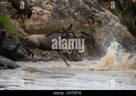 Blauer Gnus (Connochaetes taurinus) drei Tiere schleudern sich vom Ufer des Mara River, um den Fluss während der jährlichen Wanderung zu überqueren. Sere Stockfoto