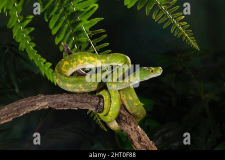 Grüner Baumpython (Morelia viridis), der nachts auf einen Baum klettert. Sie stammt aus Neuguinea, teilweise aus Indonesien, Australien Stockfoto