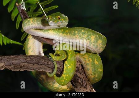 Grüne Baumpython (Morelia viridis), die sich um einen Ast wickelte. Männchen sind in der Regel 1,5 bis 1,8 m lang, Weibchen erreichen manchmal 2 m. In Australien beheimatet, Stockfoto