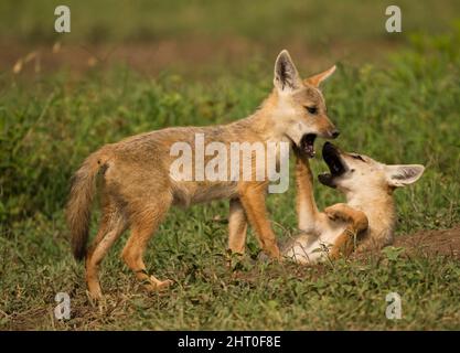 Goldener Schakal (Canis aureus) zwei Welpen spielen kämpfen. Ngorongoro Conservation Area, Tansania Stockfoto