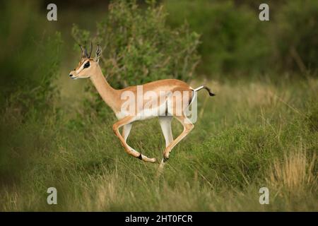 Grants Gazelle (Nanger granti), ein Jugendlicher, der durch langes Gras läuft. Samburu National Reserve, Kenia Stockfoto