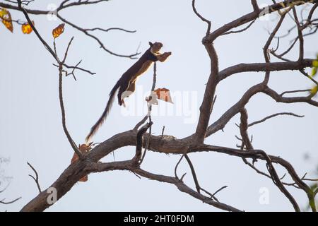 Das indische Riesenhörnchen (Ratufa indica) in einem Baum, das höher springt. Satpura-Nationalpark, Madya Pradesh, Indien Stockfoto