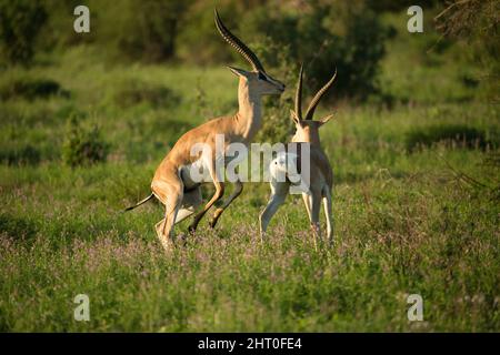 Grants Gazelle (Nanger granti) zwei Männer kämpfen. In der Regel kämpfen nur Männer mit annähernd gleicher Stärke tatsächlich, ansonsten sind Kämpfe eine Sache von Stockfoto