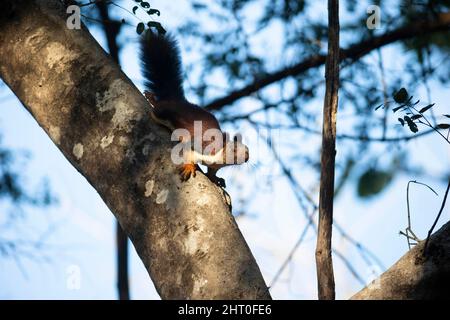 Indisches Riesenhörnchen (Ratufa indica), das einen Baumstamm absteigt, zuerst den Kopf. Satpura-Nationalpark, Madya Pradesh, Indien Stockfoto