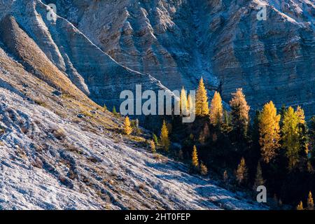 Bunte Lärchen und Kiefern am Fuße der Nordwände und Gipfel der Geisler-Gruppe, von der Geisler-Alm im Herbst gesehen. Stockfoto