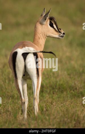 Grants Gazelle (Nanger granti) Weibchen mit ungewöhnlichem Hornwachstum, das eine Herzform bildet. Ngorongoro Conservation Area, Tansania Stockfoto