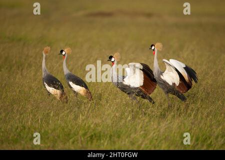 Grauer Kranich (Balearica regulorum) Gruppe im langen Gras, ein Paar in einem Balztanz. Masai Mara National Reserve, Kenia Stockfoto