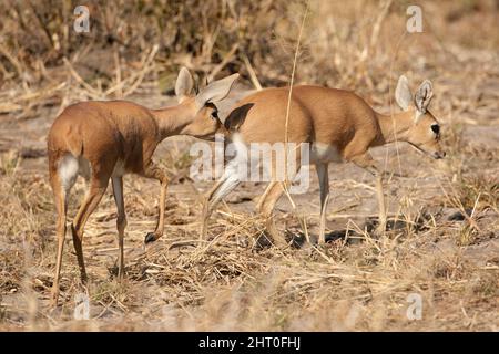 Steenbok (Raphicerus campestris), männlich, mit Hörnern, einem Weibchen folgend, ohne. Savute Marsh, Botswana Stockfoto