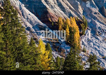 Bunte Lärchen und Kiefern am Fuße der Nordwände und Gipfel der Geisler-Gruppe, von der Geisler-Alm im Herbst gesehen. Stockfoto